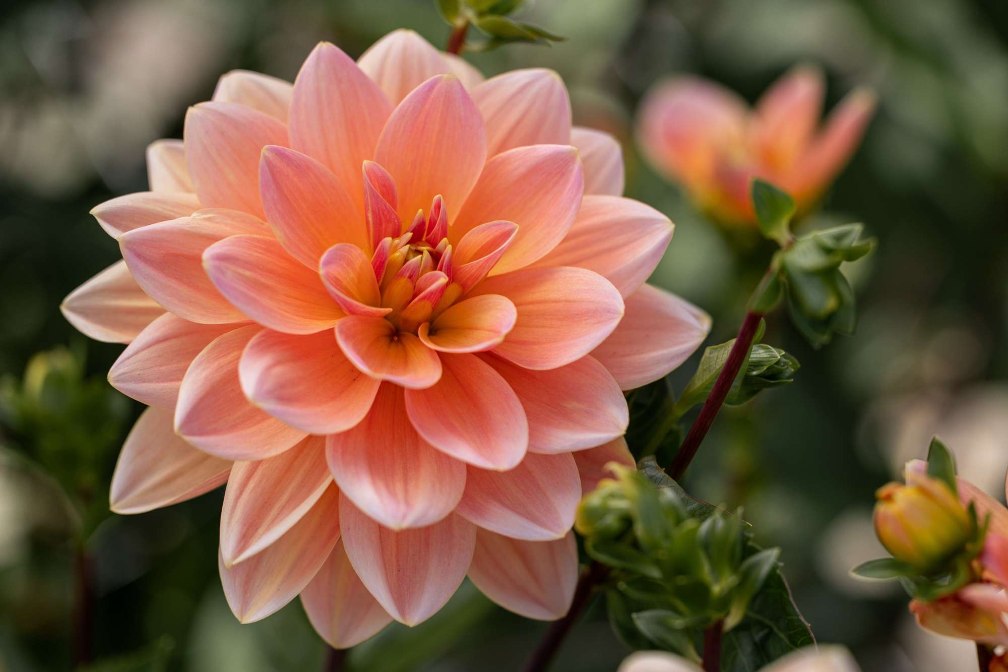 Dahlia 'Mister Frans'